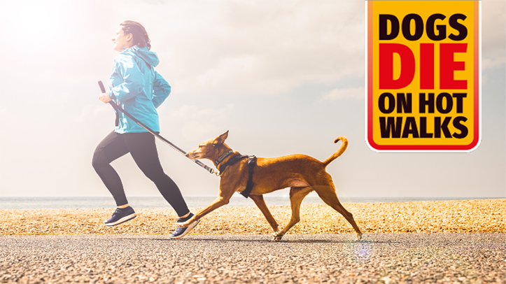 Dog owners urged to prepare against summer heat tragedy