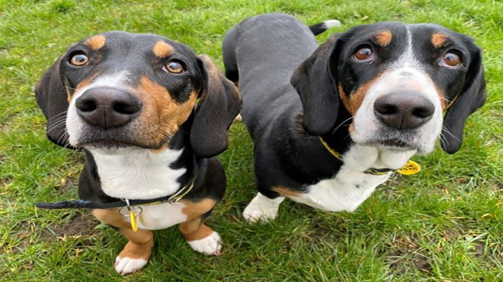 Dogs Trust partners with Hush Puppies to support canine welfare