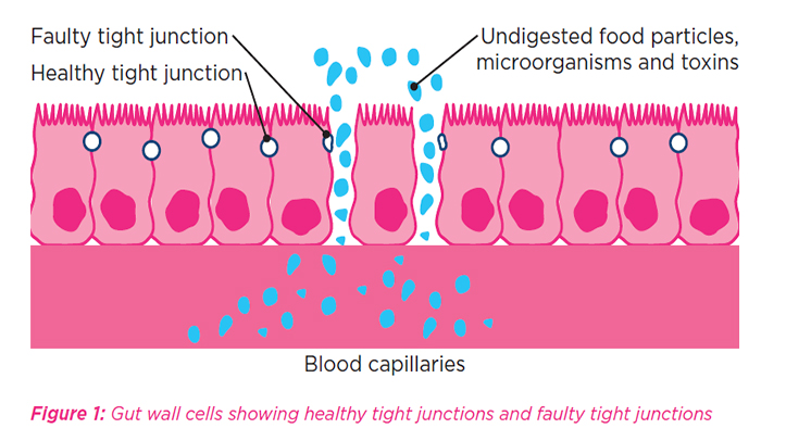 Supporting dairy cow gut health key to productivity and profitability