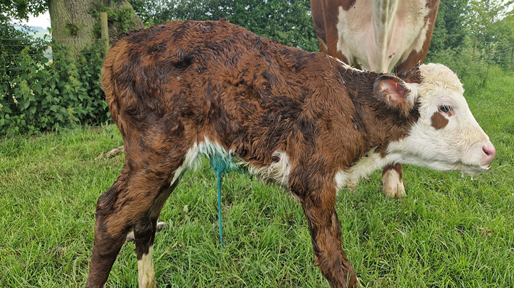 New navel cleansing barrier for calves and lambs