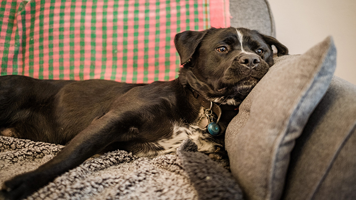 Edinburgh housing association joins forces with Dogs Trust on Paw-some pet friendly policies