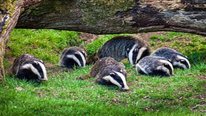 Government to end badger cull with new TB eradication strategy