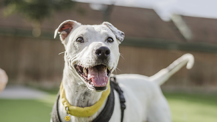 Three-quarters of dog owners fail to recognise early warning signs that could prevent dog bites