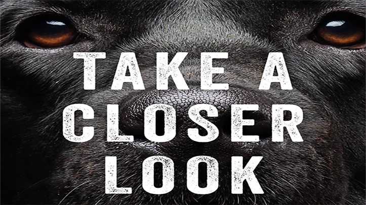 Dômes Pharma asks pet owners to ‘Take a Closer Look’ for National Pet Eye Health Awareness Week