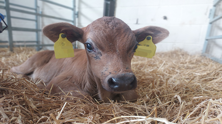 University of Dundee and Moredun Scientific – a step in the right direction for treatment of Cryptosporidiosis