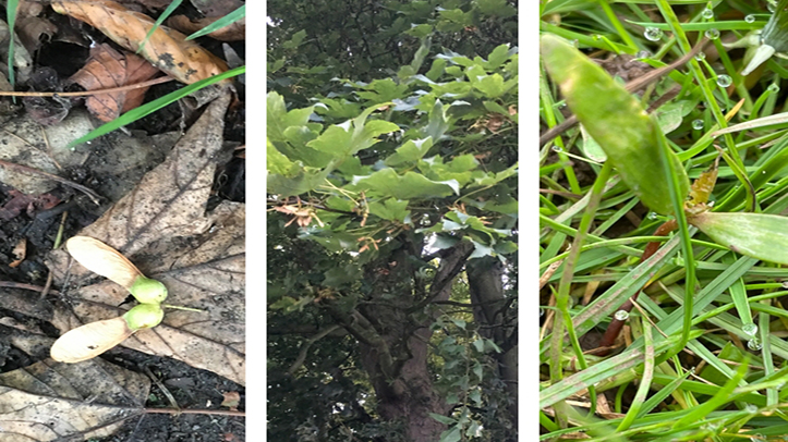 Vets warn about the seasonal risk of sycamores