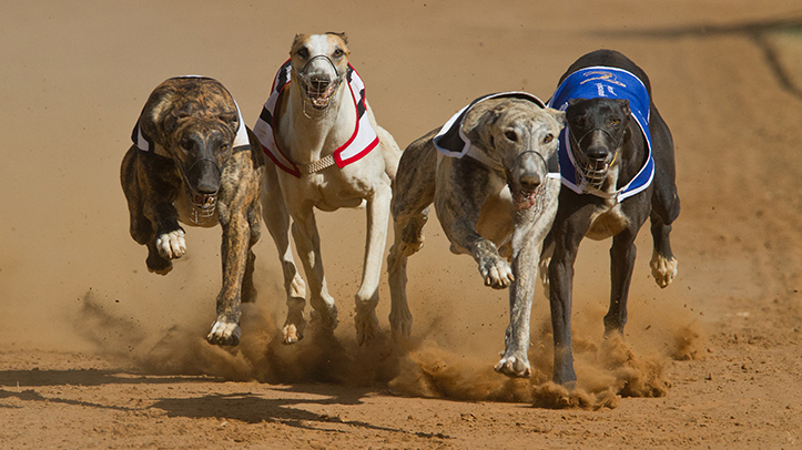 Leading animal charities ‘disappointed’ by the Welsh Government’s lack of action on greyhound racing