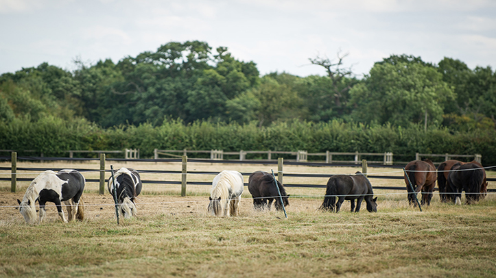 Success for equine feed manufacturer’s Slimmers’ Club