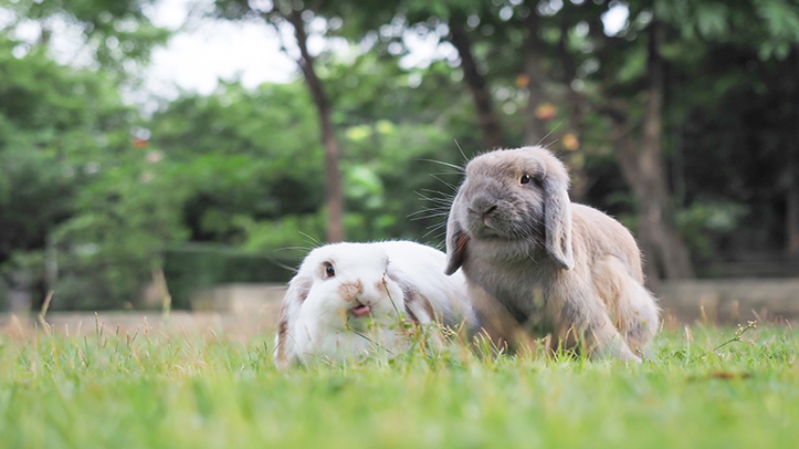 WHM Pet Group contributes to new European rabbit feeding guide