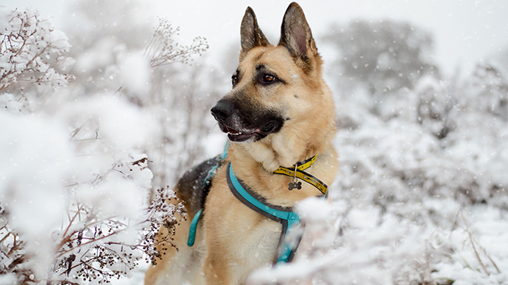 Dogs Trust urges owners to avoid ice and flood water