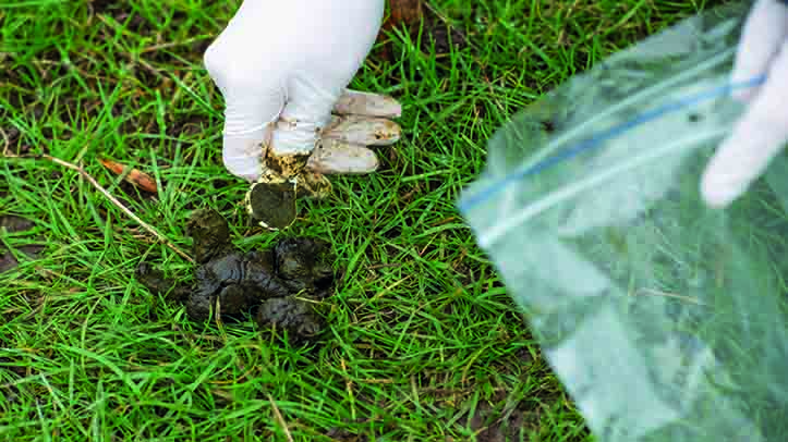 SCOPS and COWS urge use of FECs to manage ongoing liver fluke threat