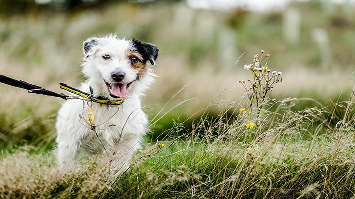 Dogs Trust urges owners to “take the lead” on responsible walking