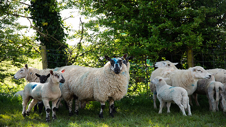 Blowfly Watch service returns to help prevent strike cases