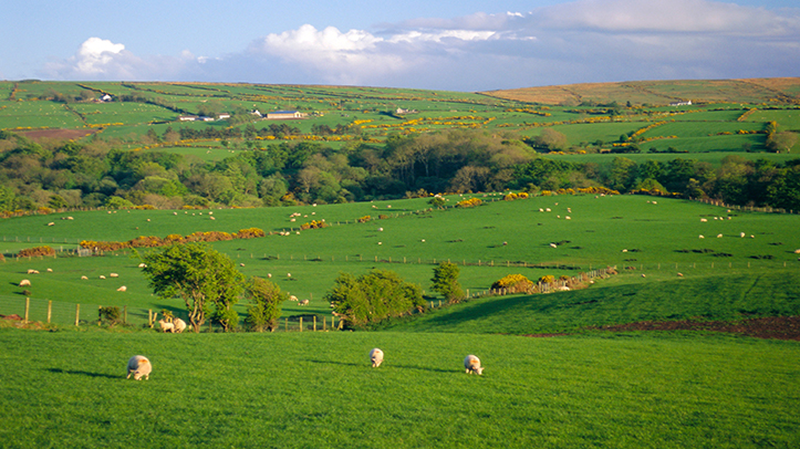 Northern Ireland Sustainable Agriculture Policy neglects sheep sector, says NSA