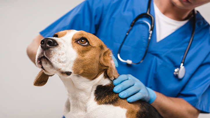 BVA says CMA is listening but raises concerns about unintended consequences