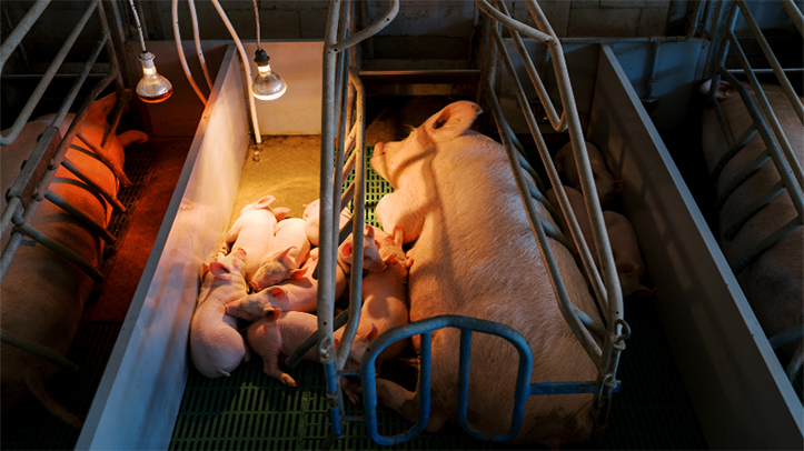 BVA calls for ban on farrowing crates for pigs