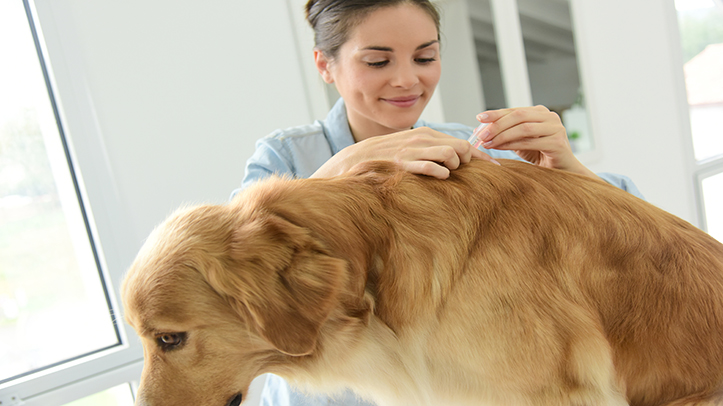 NOAH issues statement on new research into spot-on parasite control products