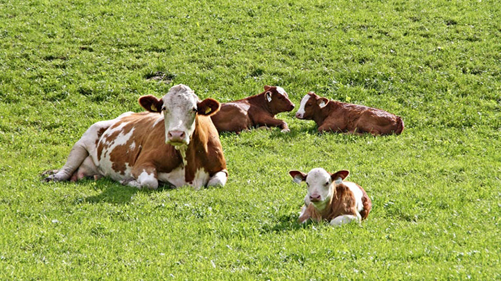 BVA urges vets, livestock owners and horse owners to take holistic approach to parasite control to counter environmental damage and drug resistance