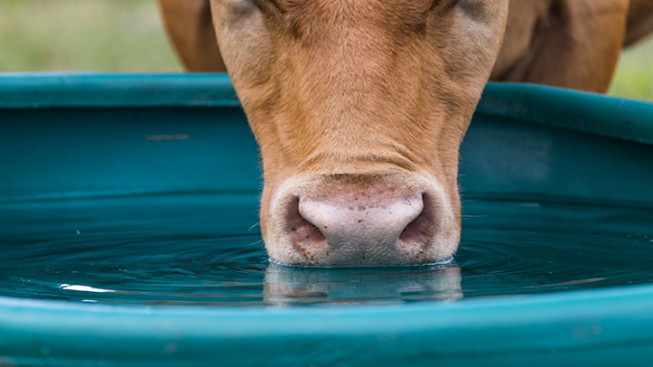 Water service boosts dairy cow health and productivity