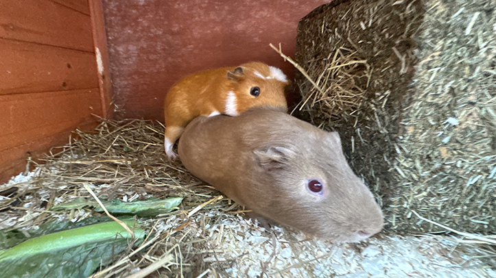 Guinea Pig Welfare charity launched