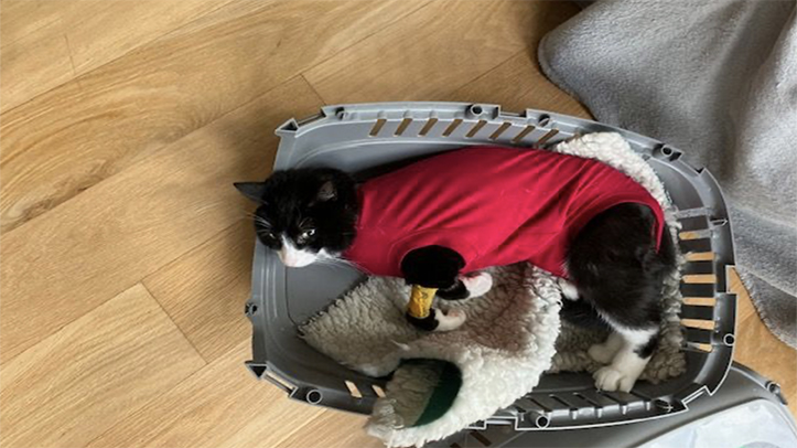 RSPCA urges vigilance as weapon attacks on cats rise by 30%