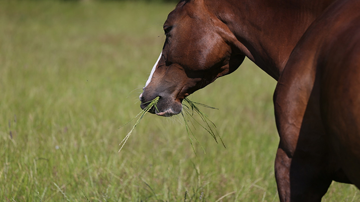 Can you help Zoetis improve equine health and quality of life?