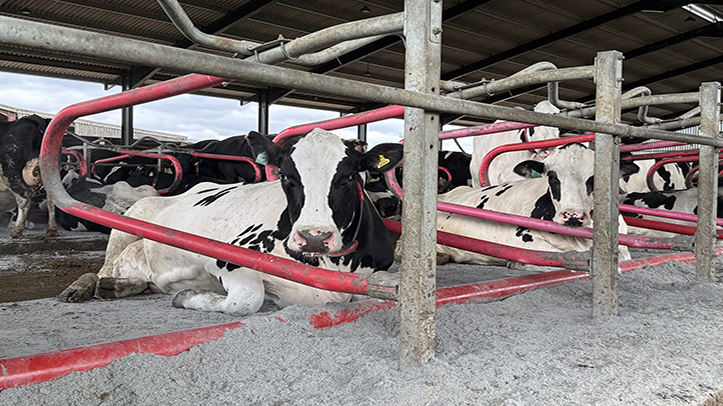 Farmers warned to secure bedding supplies as shortage bites