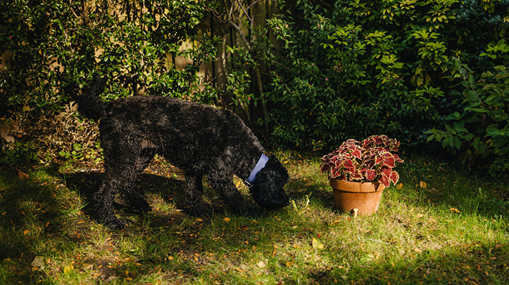Dogs Trust warns of harmful conkers this autumn