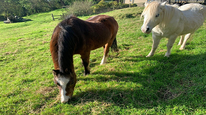 New support service launches for equine SQPs