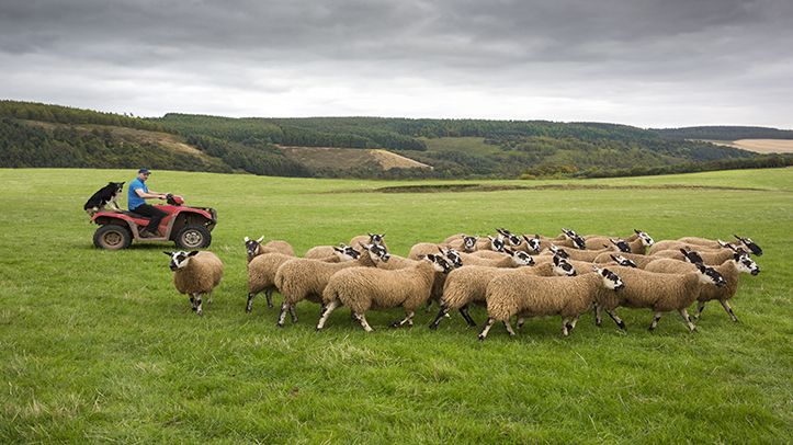 Animal health advisors urged to recommend a Knockout Drench to sheep farmers