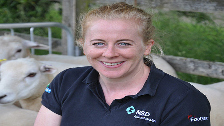 MSD Animal Health launches 2026 FlockCheck scheme early to help tackle reproductive losses in sheep