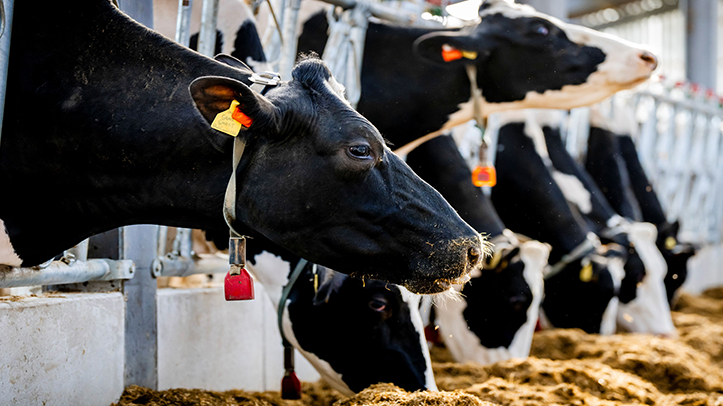 Think first before cutting feed additives