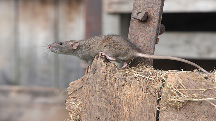 BASF calls on UK farmers to share rodent control challenges as resistance grows