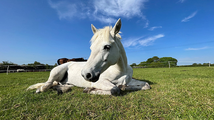 Blue Cross helps more than 300 horses with Home Direct Service
