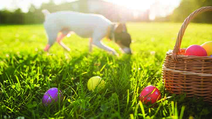 Vets warns owners to keep chocolate away from pets