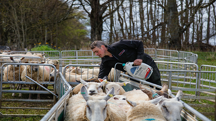 Survey suggests early cases of blowfly strike likely this year