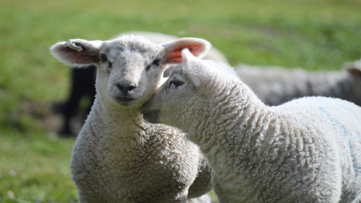 Cobalt deficiency spike drives need for preventative action in lambs