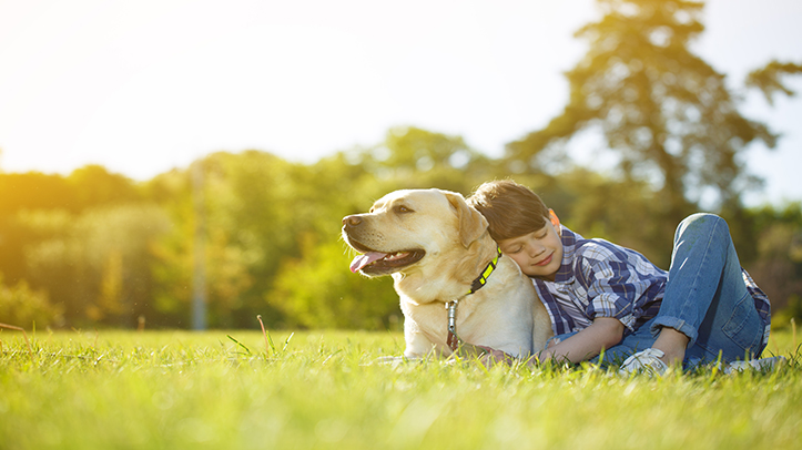 Vets warn dog owners of fatal risks of walks during scorching Bank Holiday weather