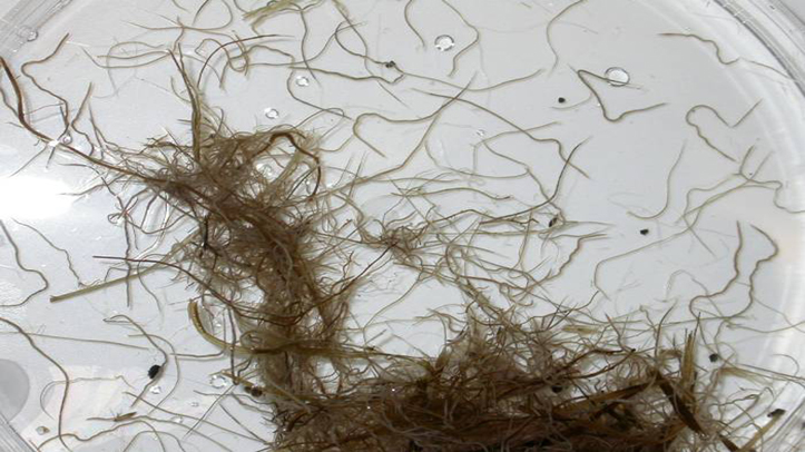 New haemonchus online training course launched