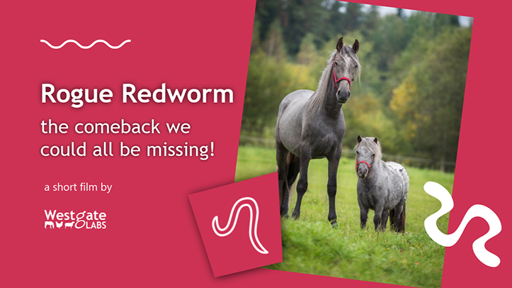 New film warns of potential resurgence of dangerous large redworm in UK horses