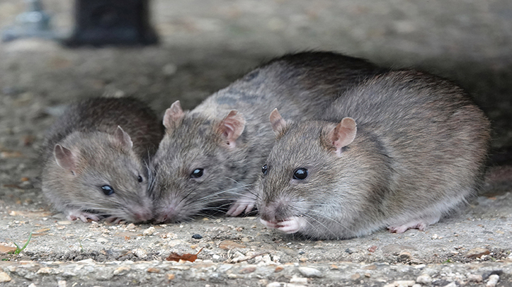 Farms hold key to break rodenticide resistance spread