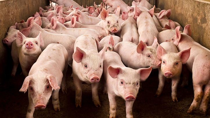 New calculator helps optimise pig and broiler feed strategies