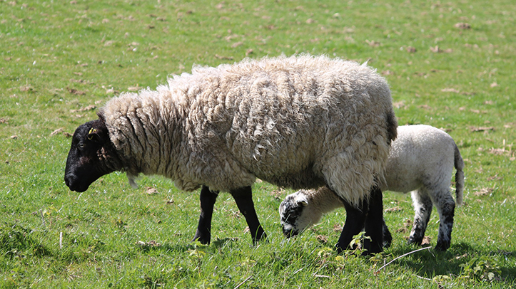 Elanco invites farmers to practical NSA Sheep Q&A