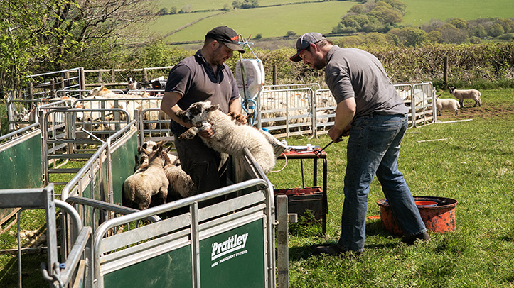 Post-weaning management key to boosting next season’s lamb output