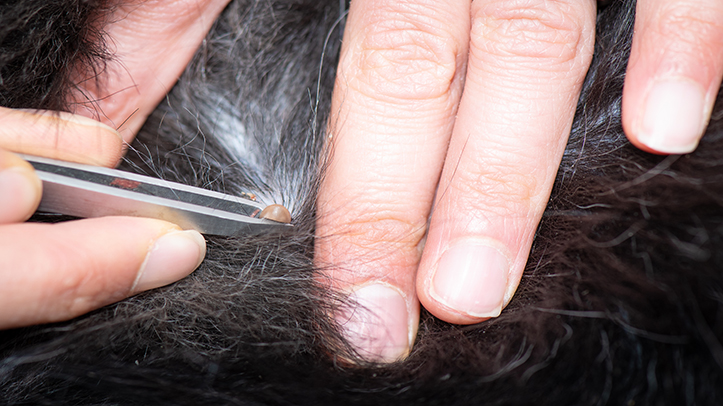 VMD advises caution over health claims for tick prevention products promoted on social media