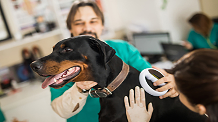 Pet owners to be given stronger rights through proposed new independent veterinary ombudsman