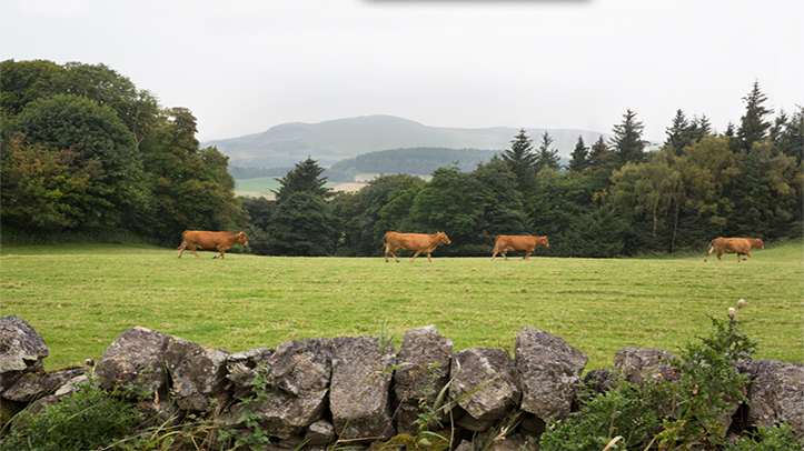 SQPs key to highlighting the importance of vaccination for clostridial diseases in beef
