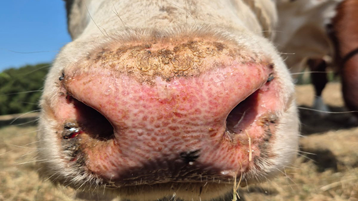 Vaccinate against BTV-3 before it’s too late, veterinary leaders advise