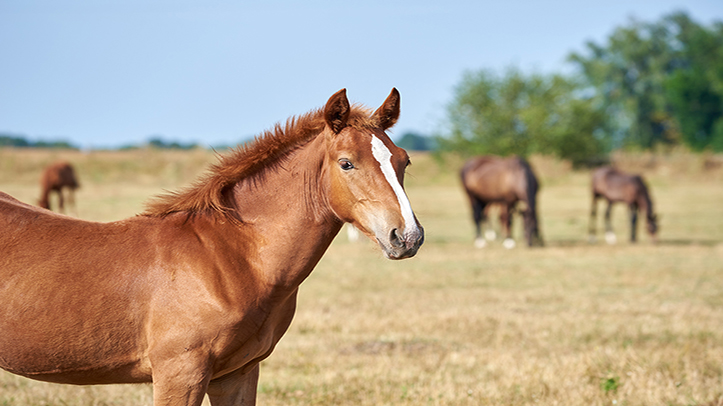 Warm weather linked to higher parasite risk, horse owners urged not to delay worm egg count testing