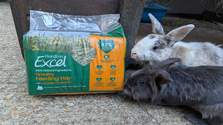 Burgess Excel celebrates 20 years of Rabbit Awareness Week